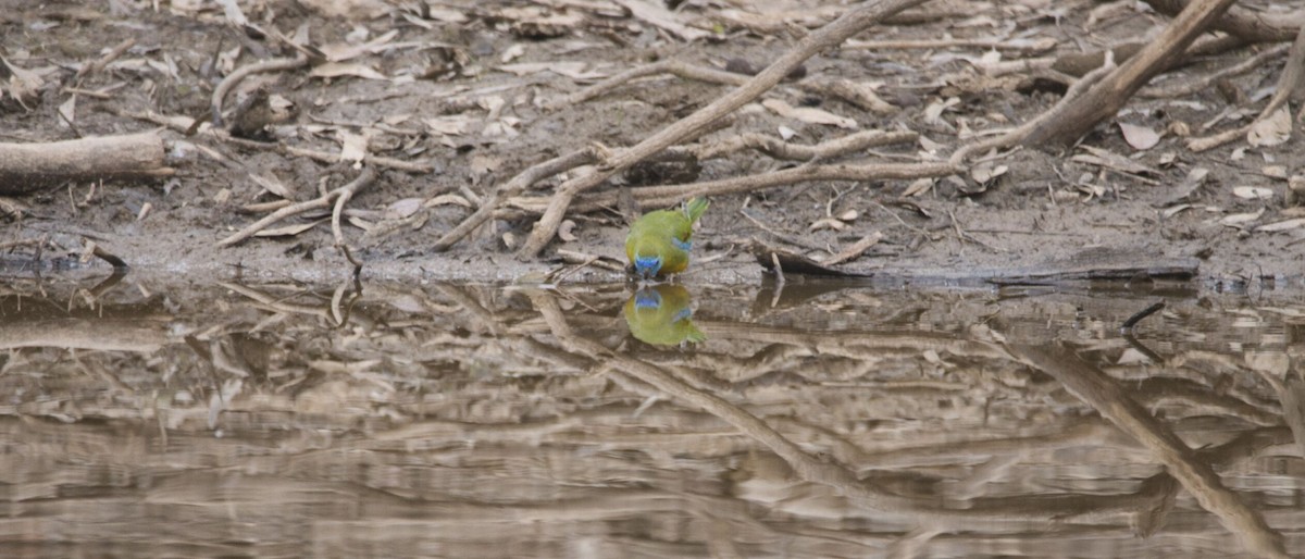 Turquoise Parrot - ML619866892