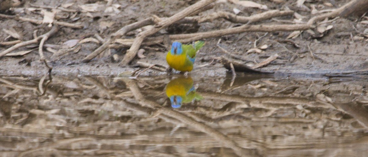 Turquoise Parrot - ML619866897