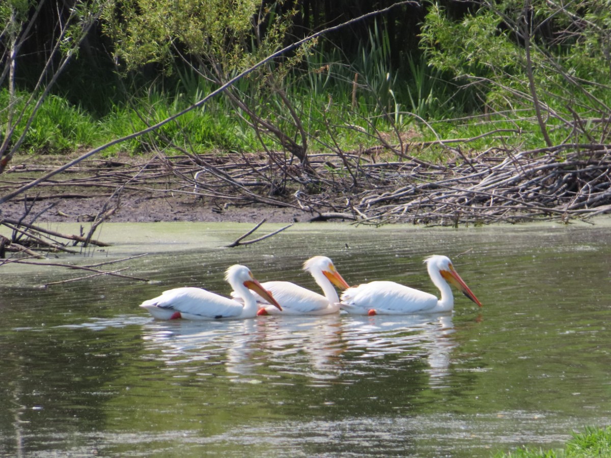 American White Pelican - ML619866898