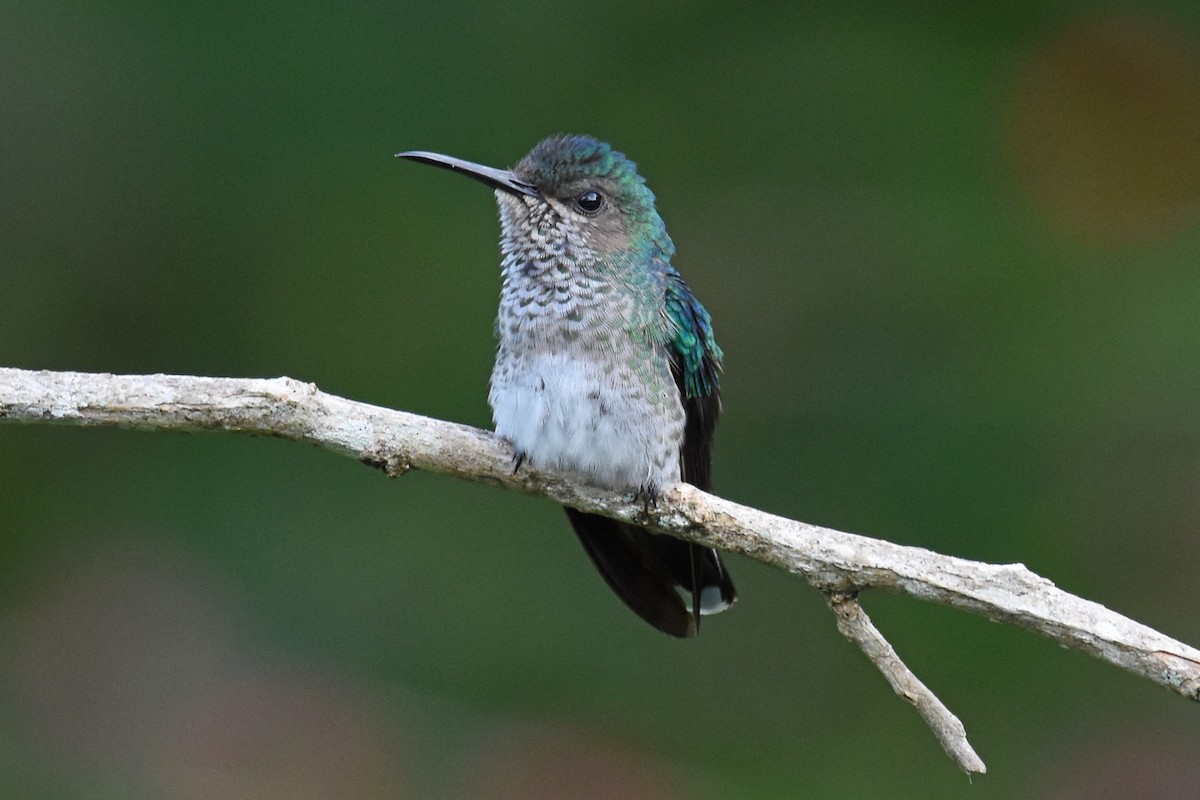 Colibrí Nuquiblanco - ML619866899