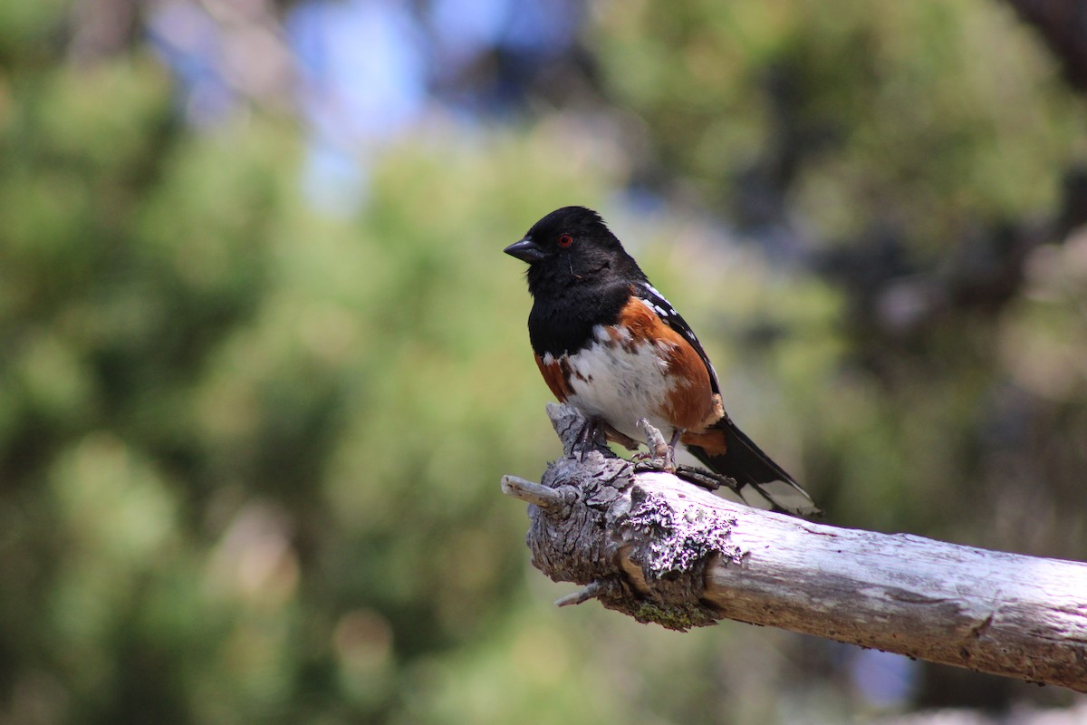 Spotted Towhee - ML619866903