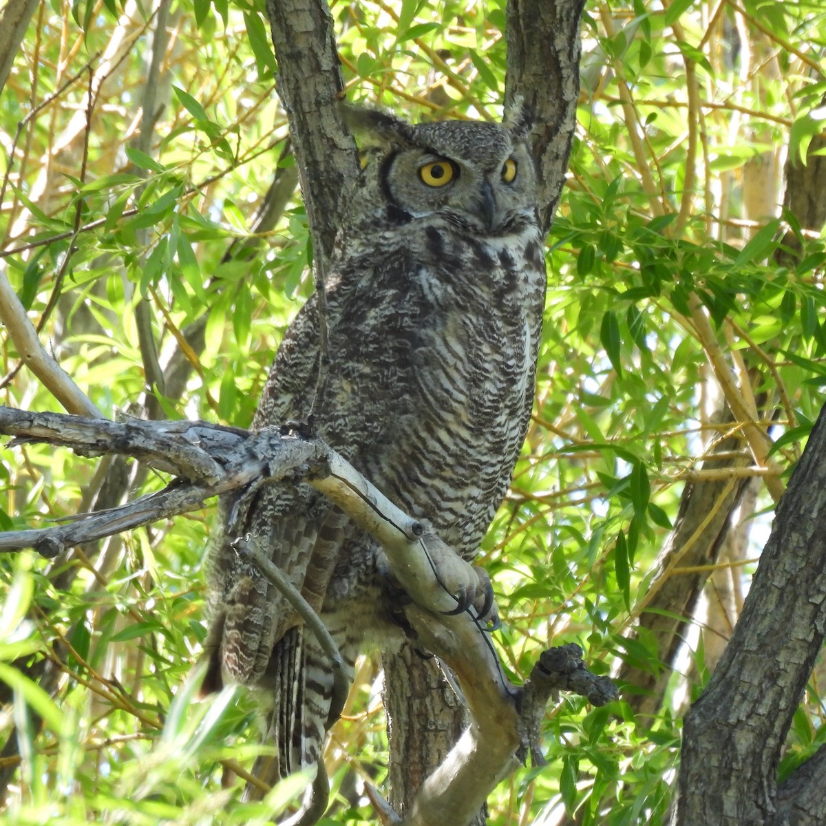 Great Horned Owl - ML619866907