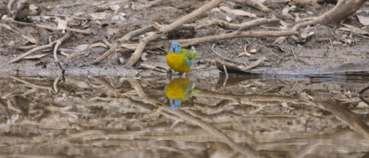 Turquoise Parrot - ML619866920
