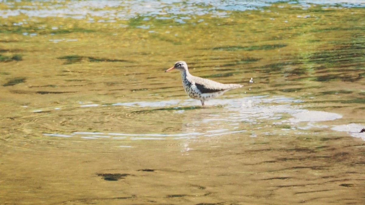 Spotted Sandpiper - ML619866925