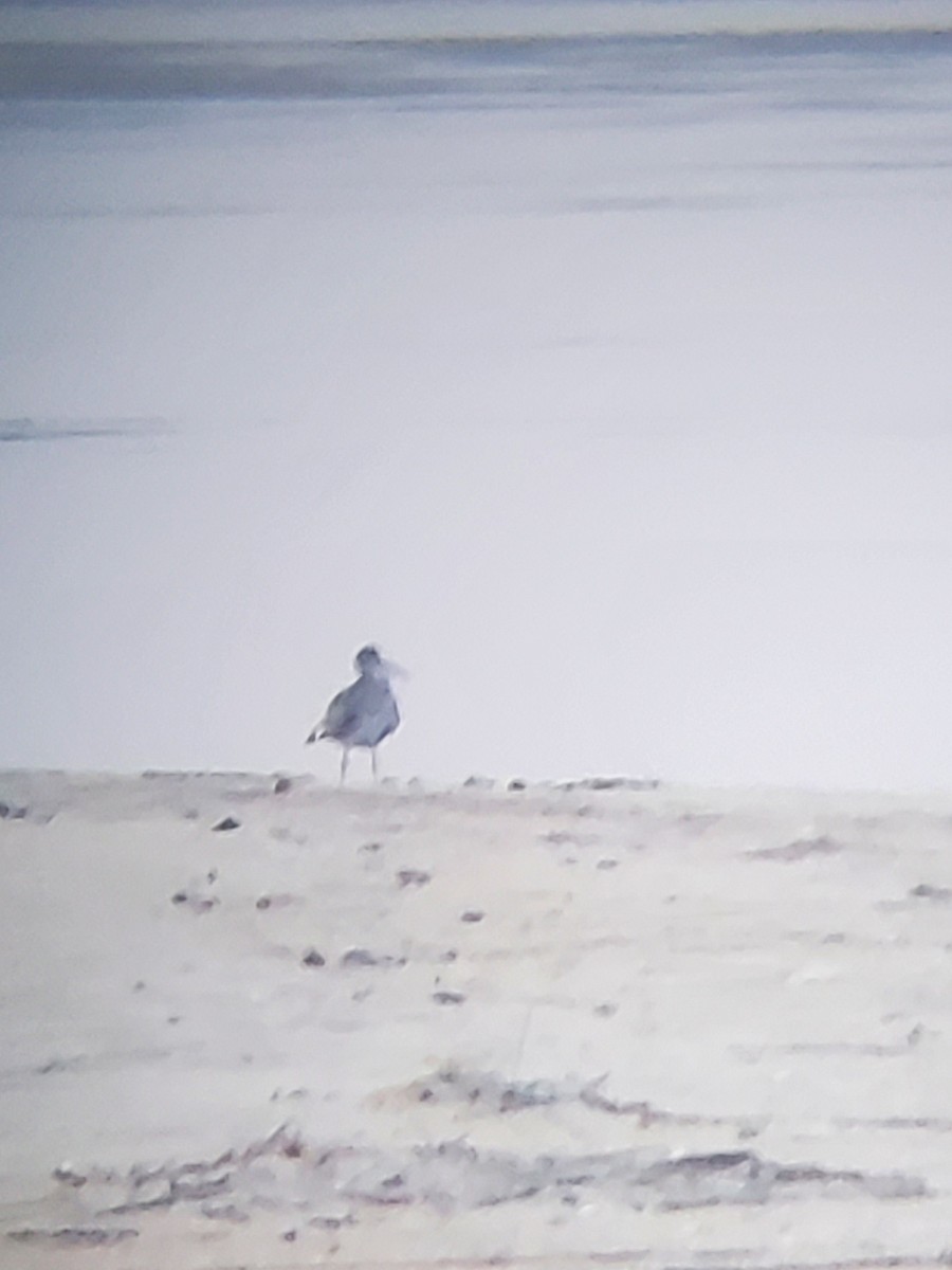 Playero Aliblanco (semipalmata) - ML619866928