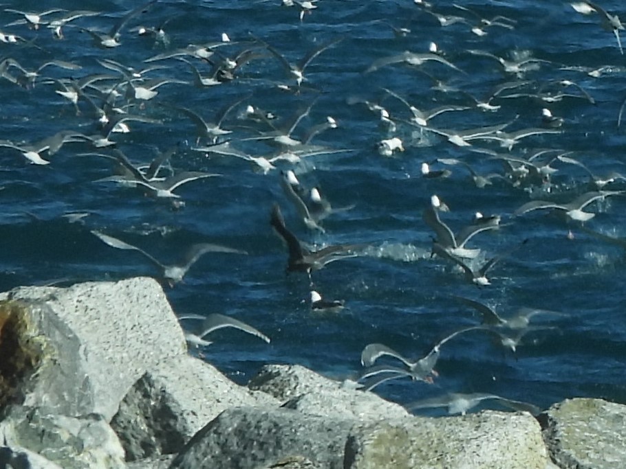 Pigeon Guillemot - ML619866934