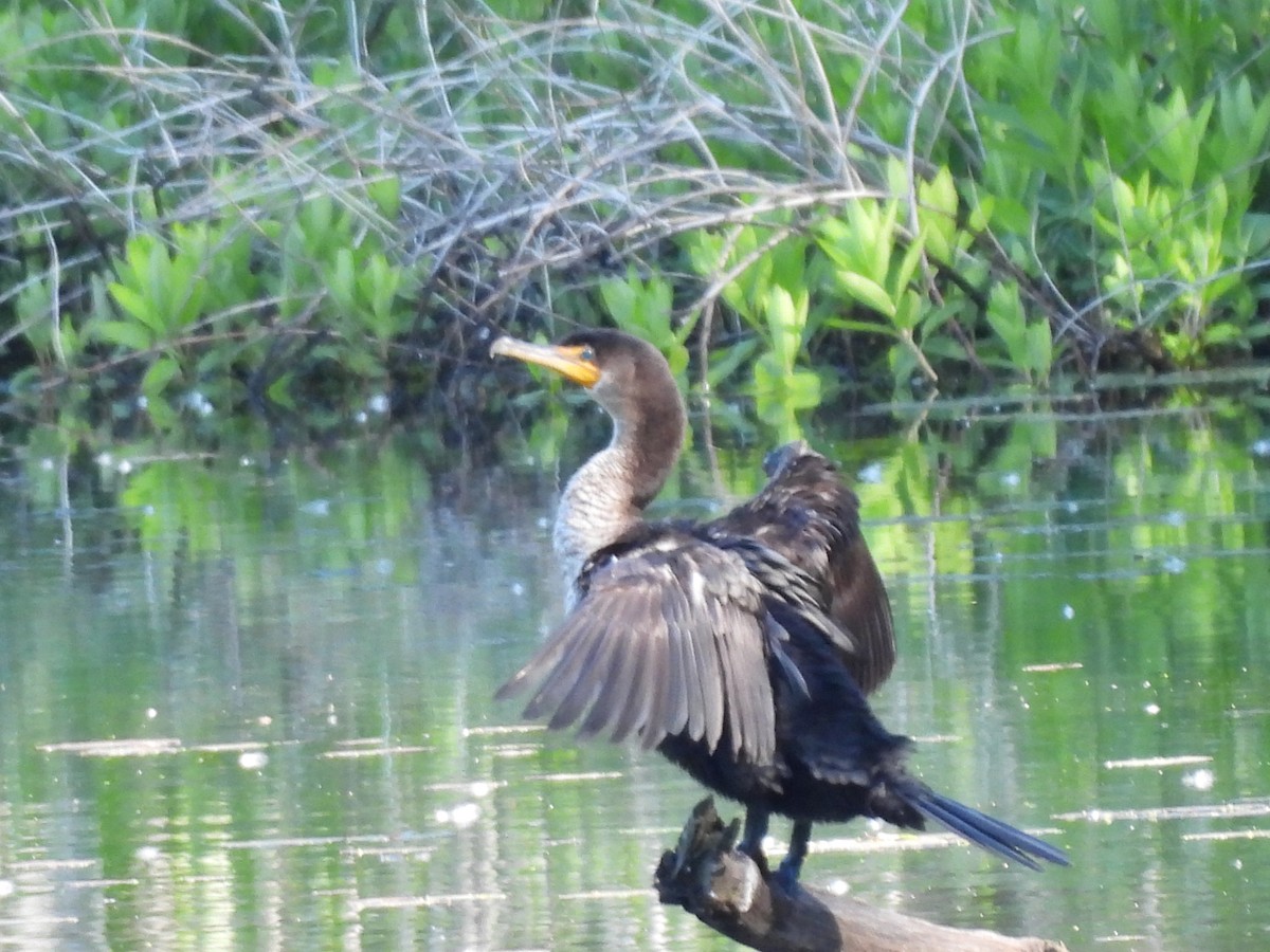 Double-crested Cormorant - ML619866966