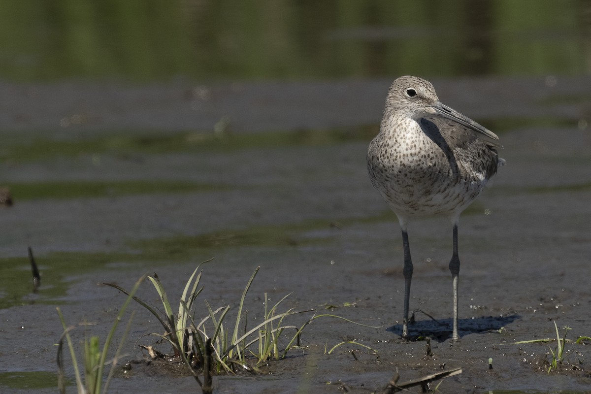 Willet - ML619866976