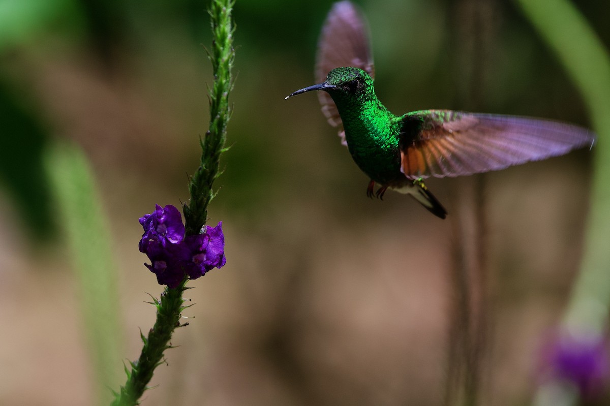 kolibřík páskoocasý - ML619866984