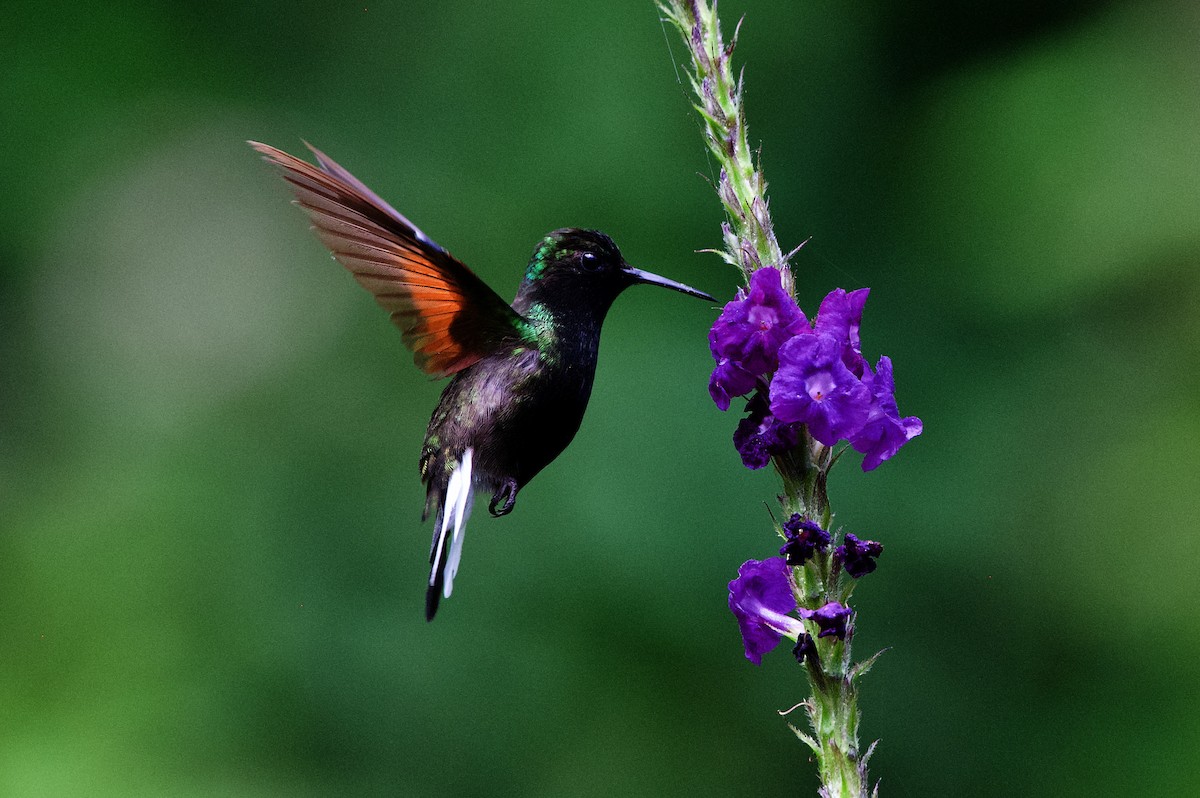 Black-bellied Hummingbird - ML619866986