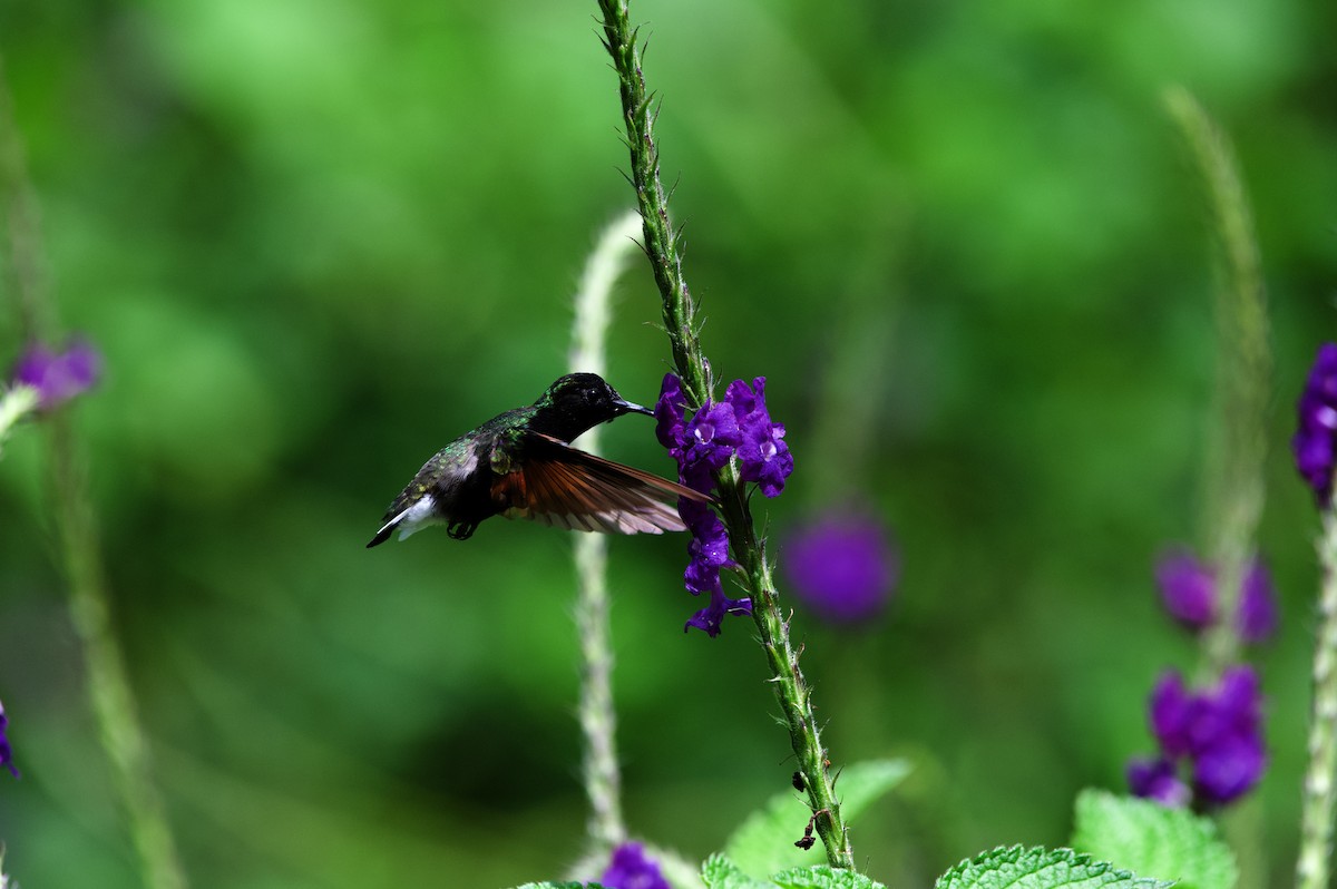 Kara Karınlı Kolibri - ML619866989