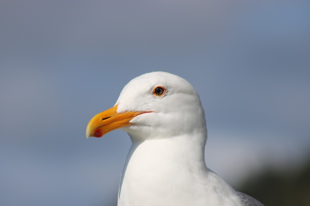 Gaviota Occidental - ML619866990