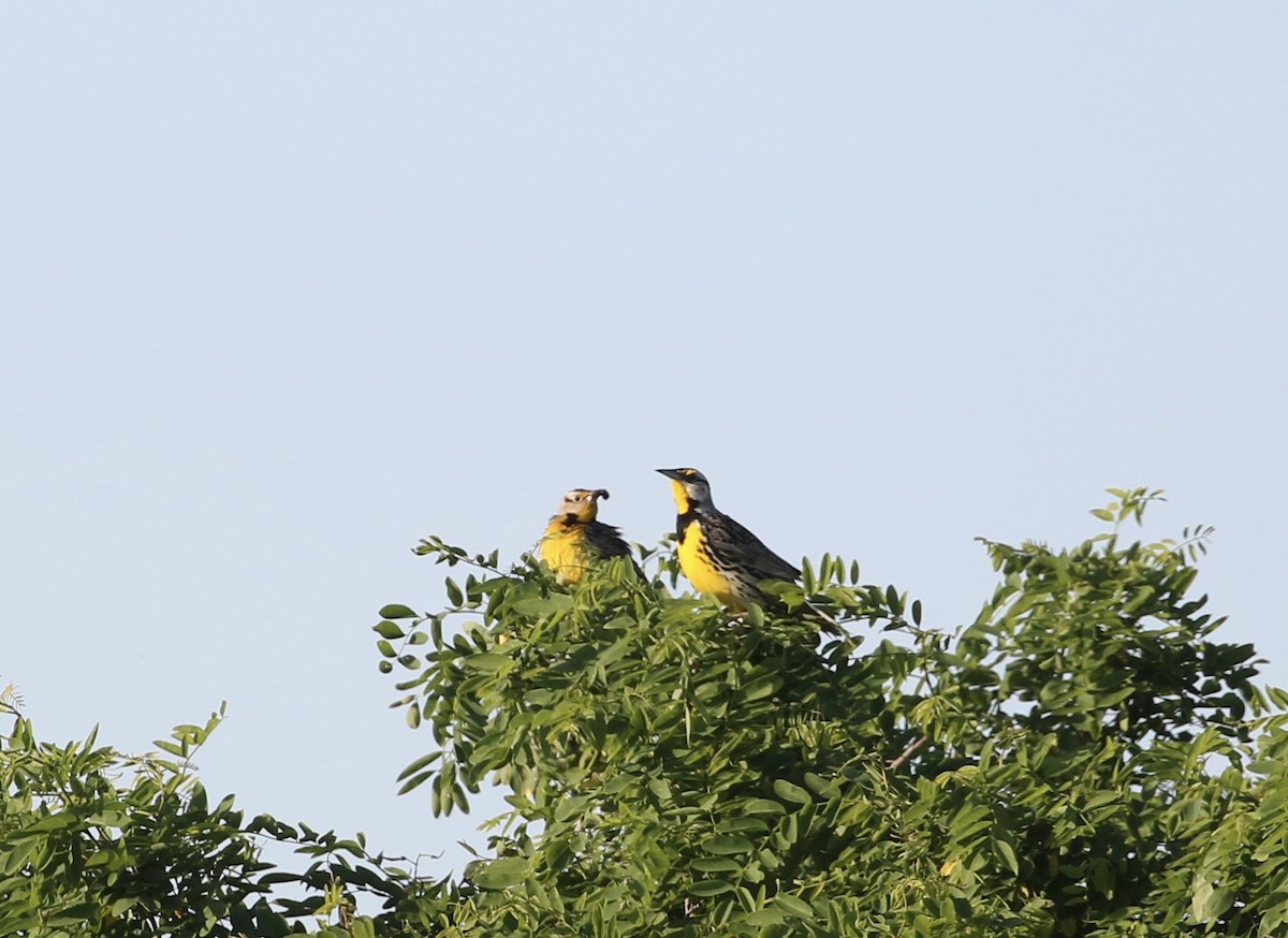 Eastern Meadowlark - ML619867008