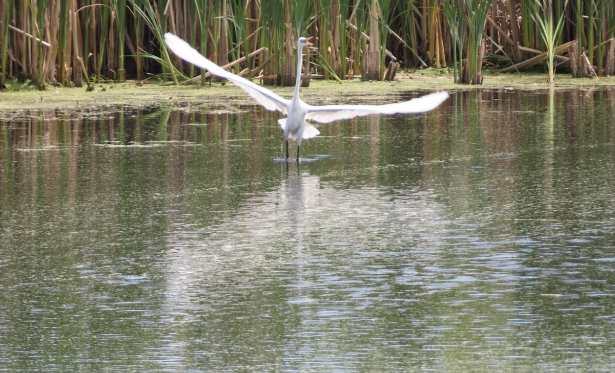 Great Egret - ML619867027