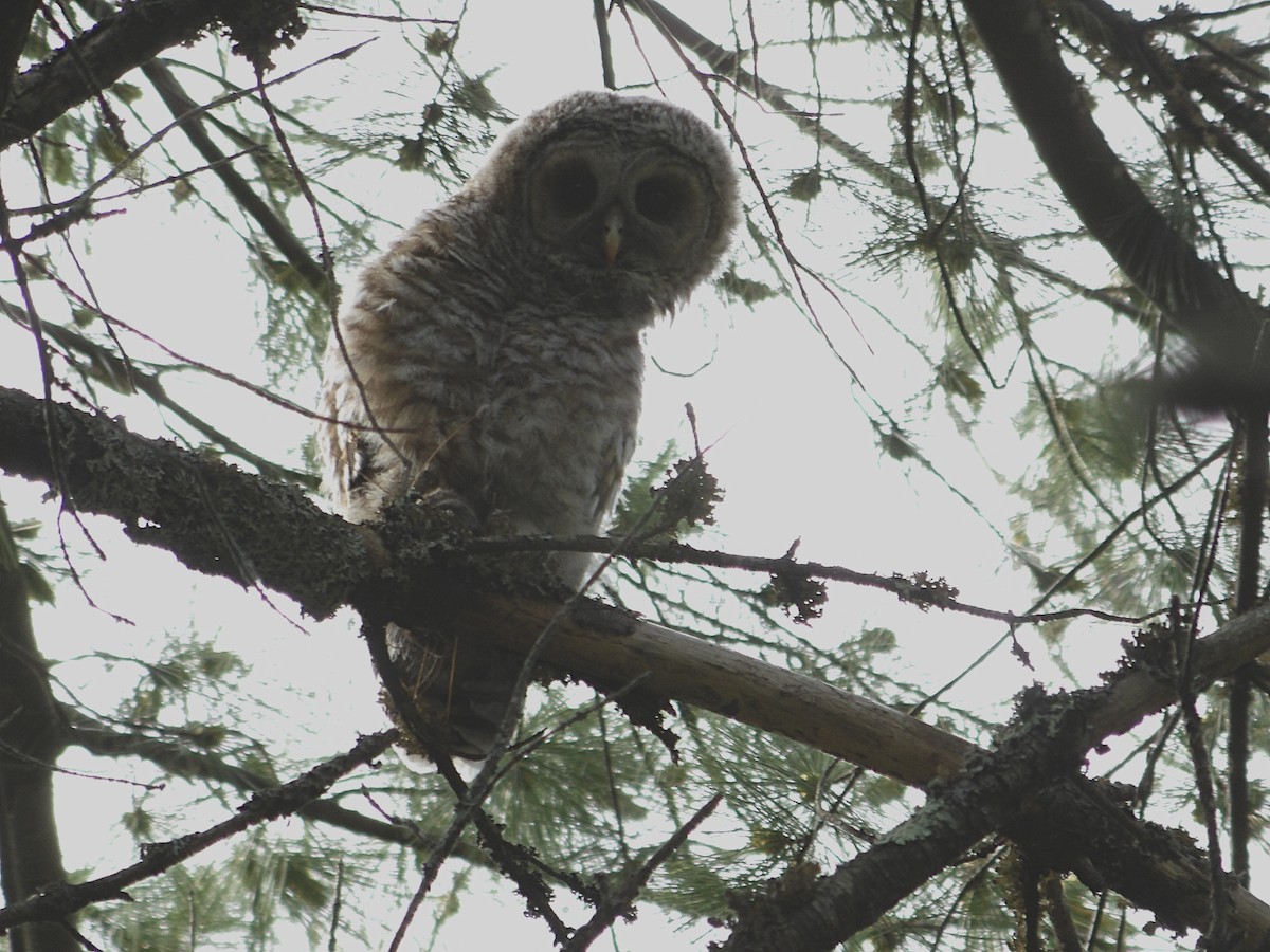 Barred Owl - ML619867028