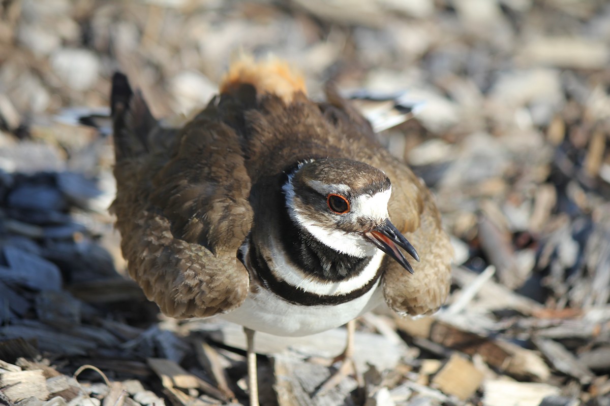 Killdeer - ML619867038