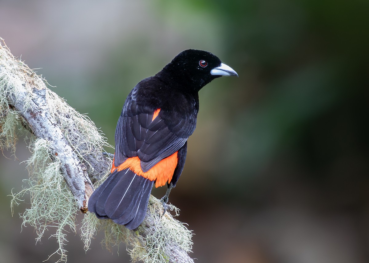 Scarlet-rumped Tanager (Cherrie's) - ML619867044