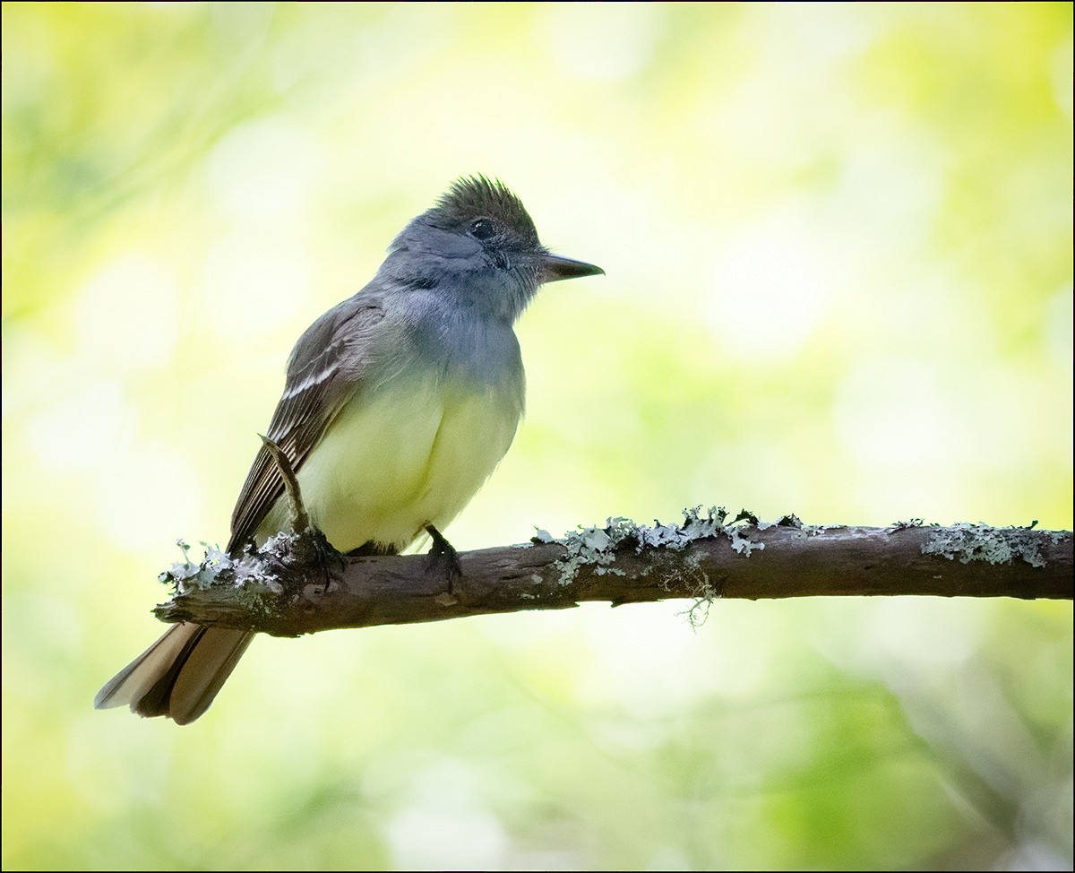 Great Crested Flycatcher - ML619867055