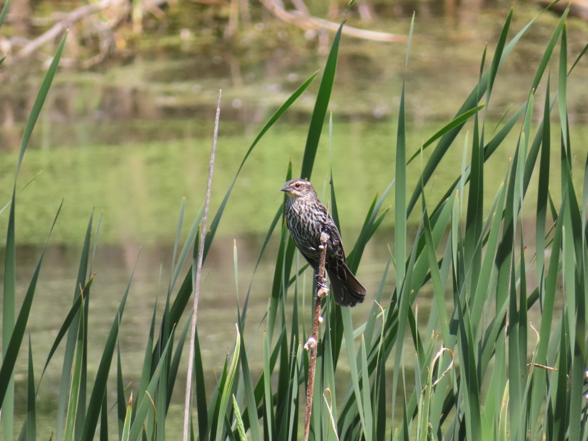 Red-winged Blackbird - ML619867073