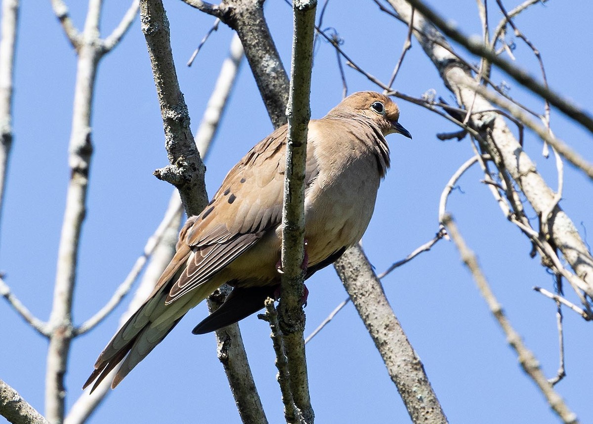 Mourning Dove - ML619867097