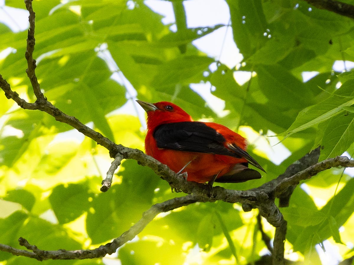 Scarlet Tanager - ML619867103