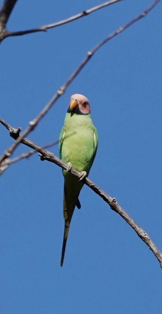 Gül Başlı Yeşil Papağan - ML619867105