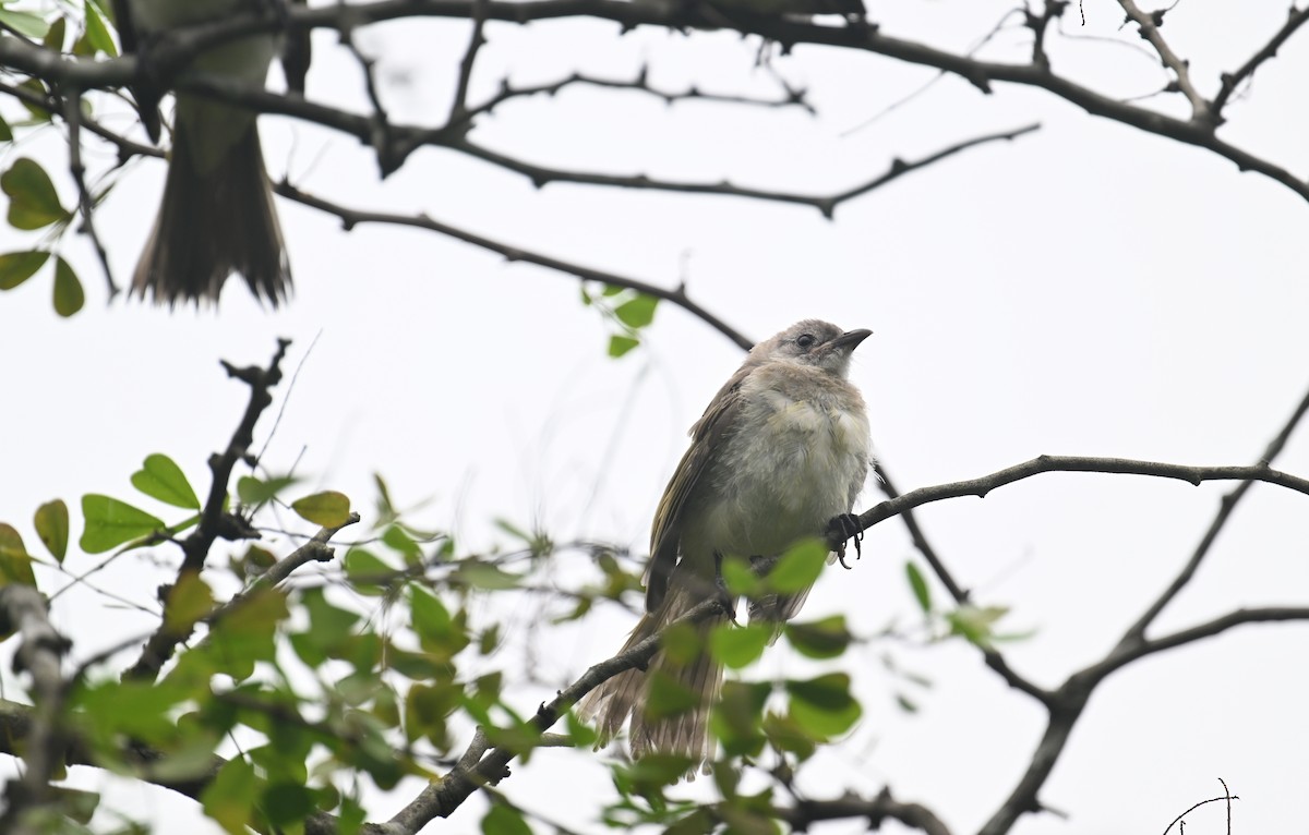 Light-vented Bulbul (sinensis) - ML619867110