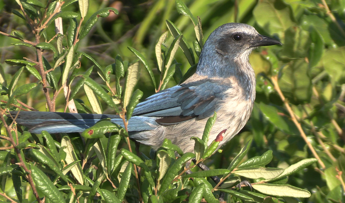 Florida Scrub-Jay - ML619867112