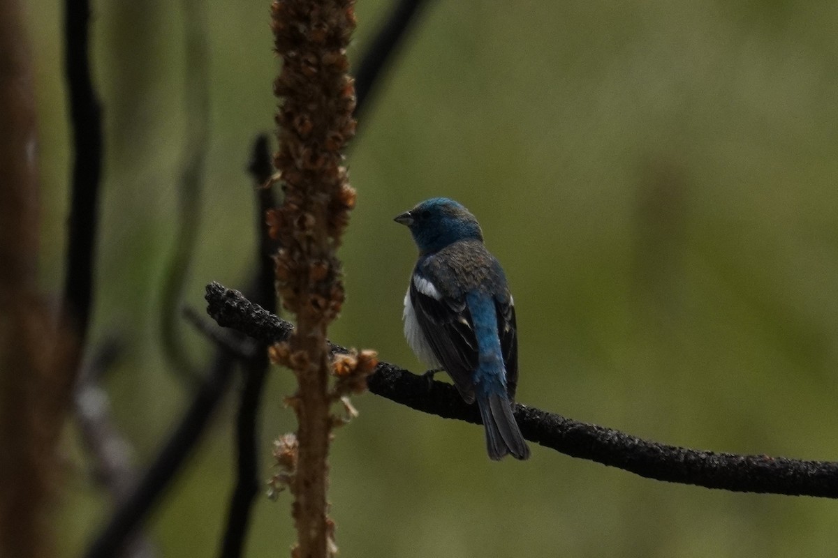 Lazuli Bunting - ML619867118