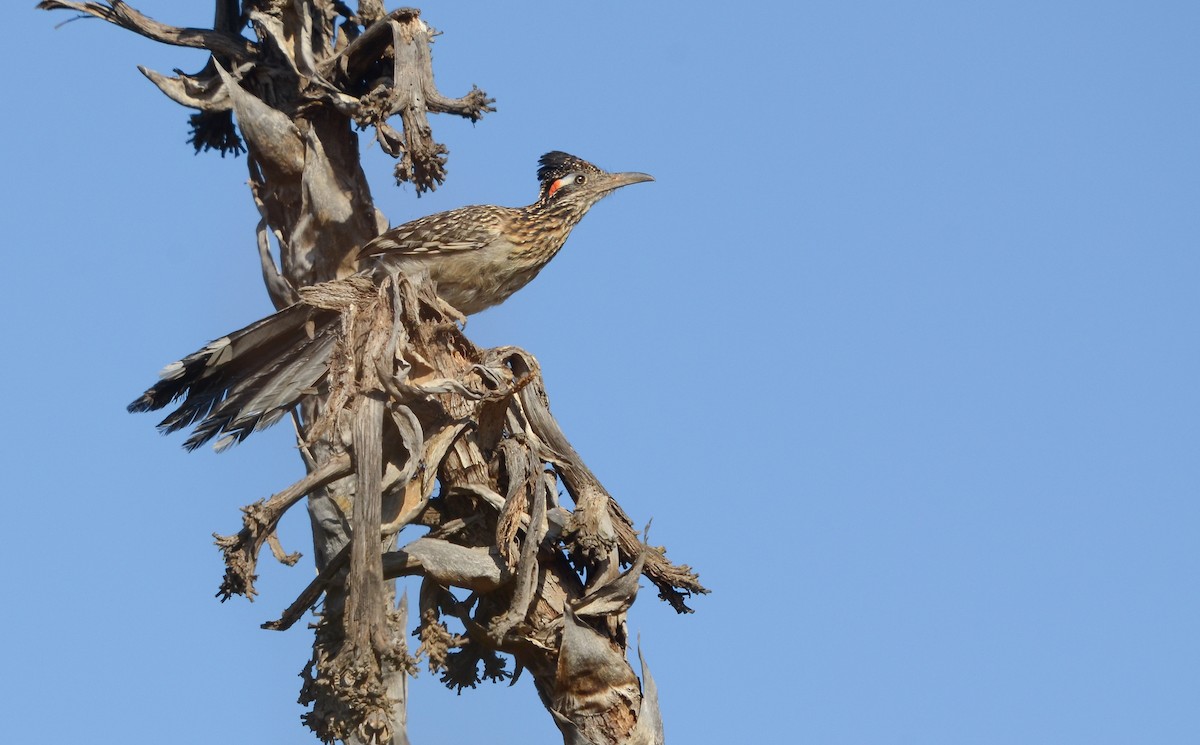 Greater Roadrunner - ML619867130