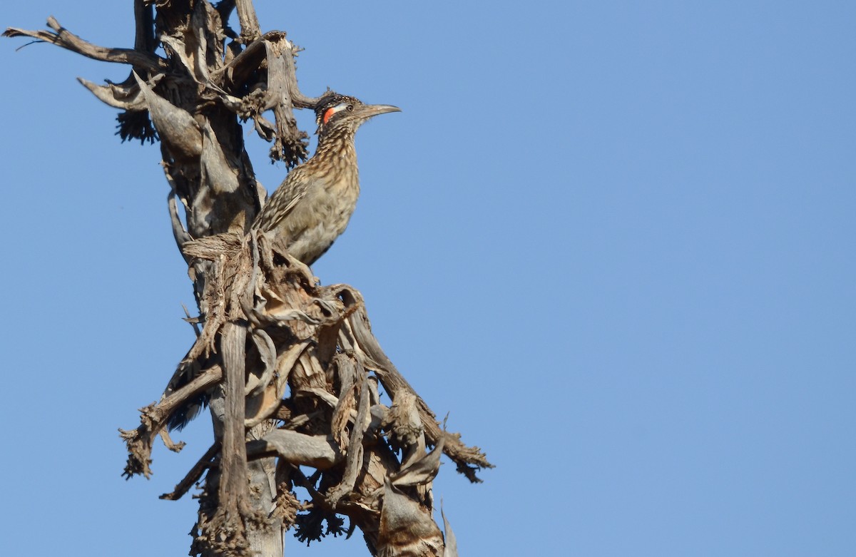 Greater Roadrunner - ML619867133