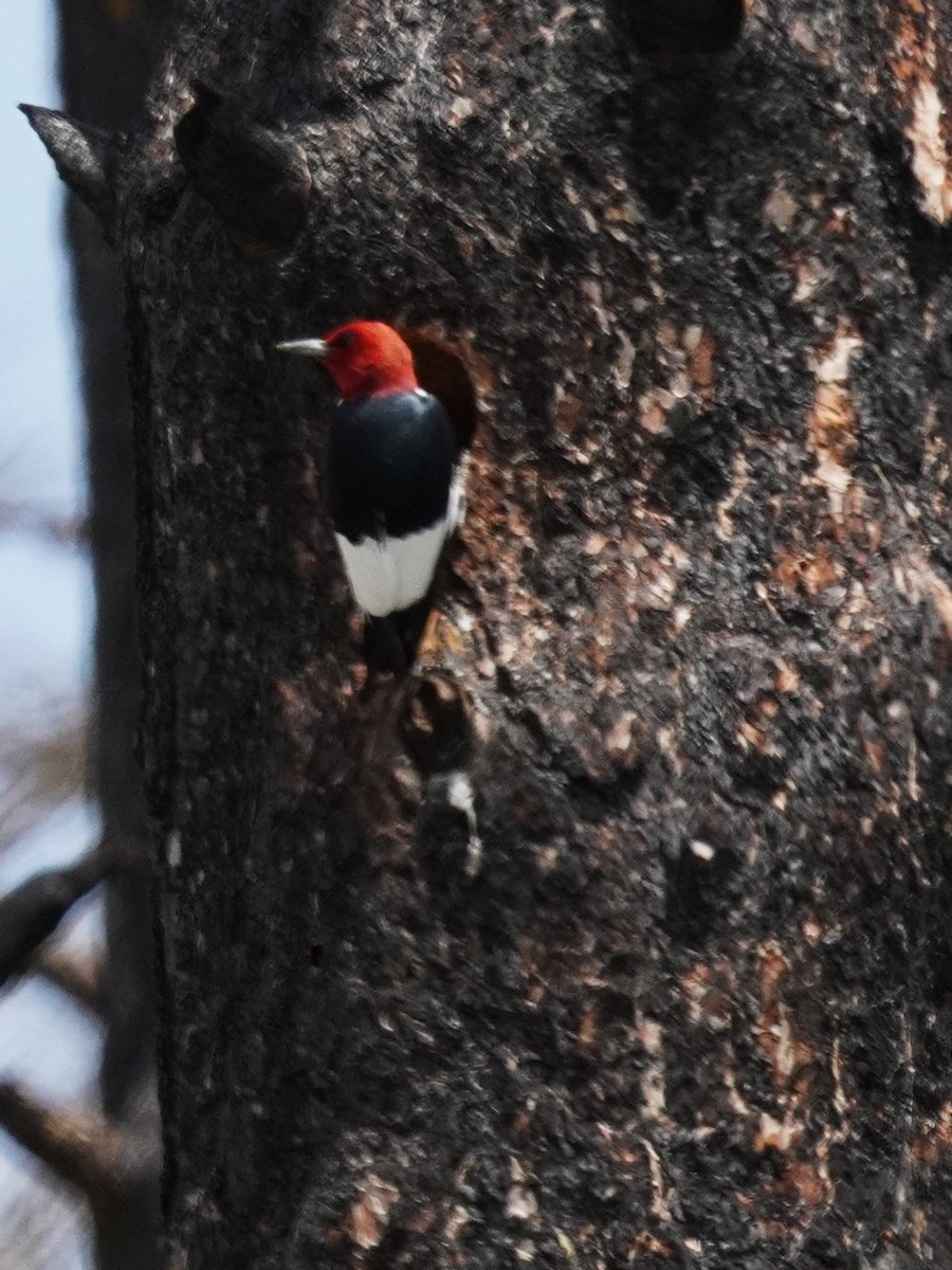 Red-headed Woodpecker - ML619867137