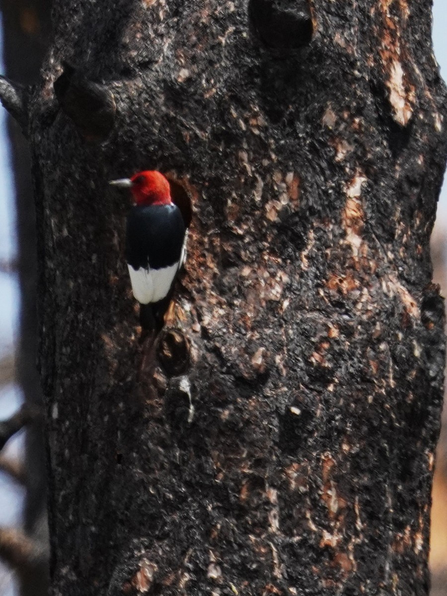 Red-headed Woodpecker - ML619867138