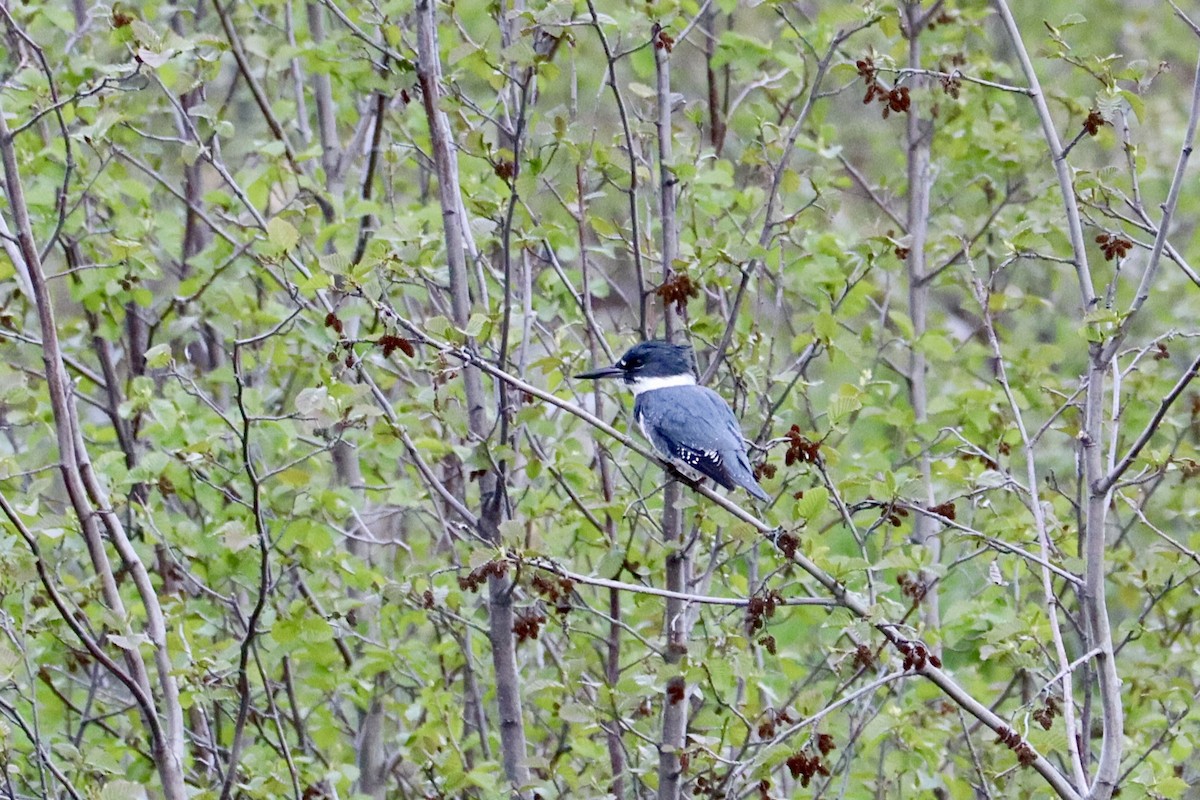 Belted Kingfisher - ML619867139