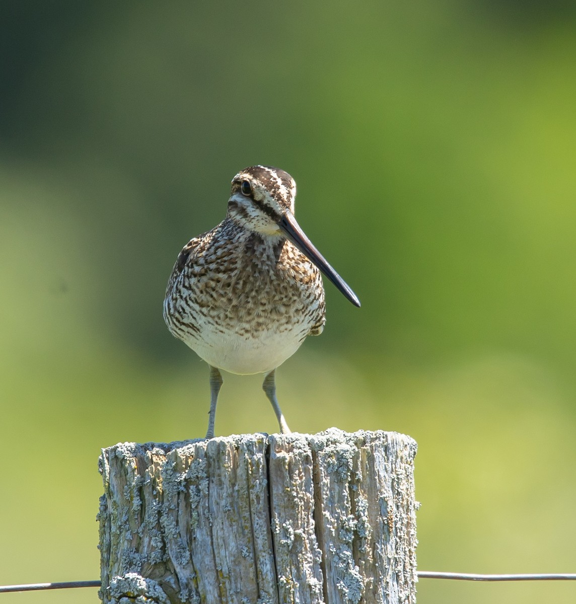 Wilson's Snipe - ML619867172