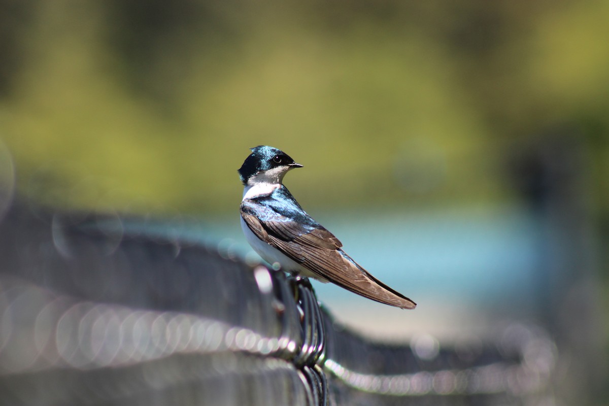 Golondrina Bicolor - ML619867176