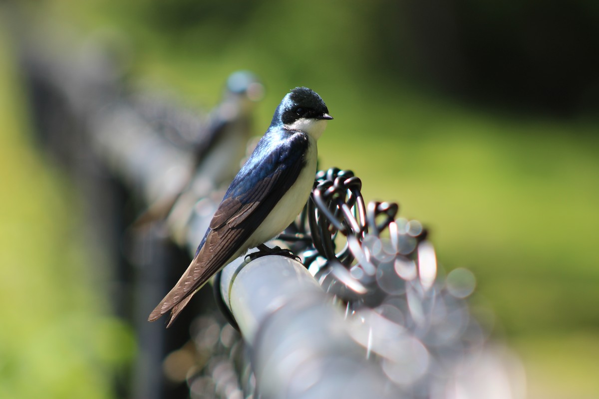 Tree Swallow - Anonymous