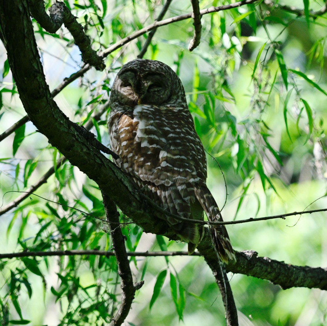 Barred Owl - ML619867206