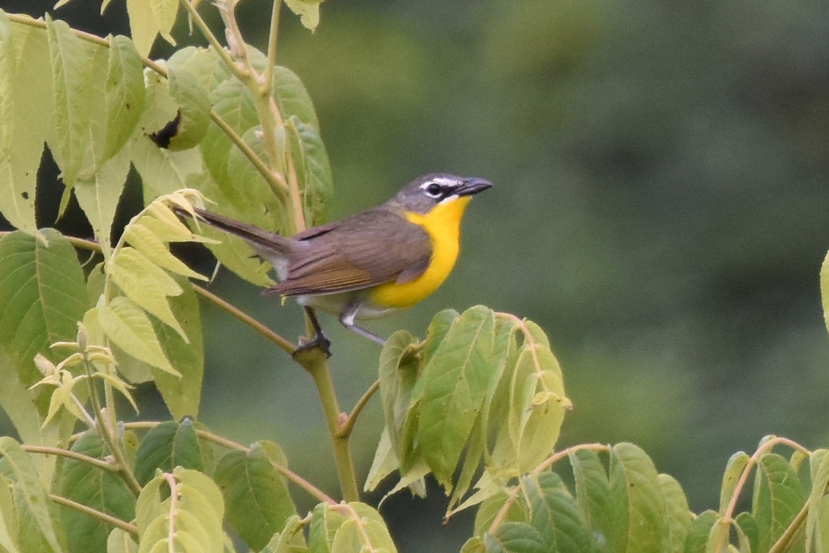 Yellow-breasted Chat - ML619867207