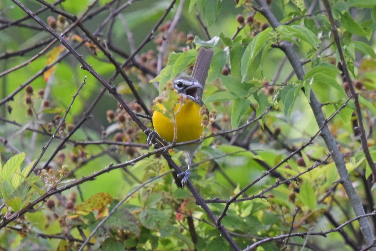 Yellow-breasted Chat - ML619867220