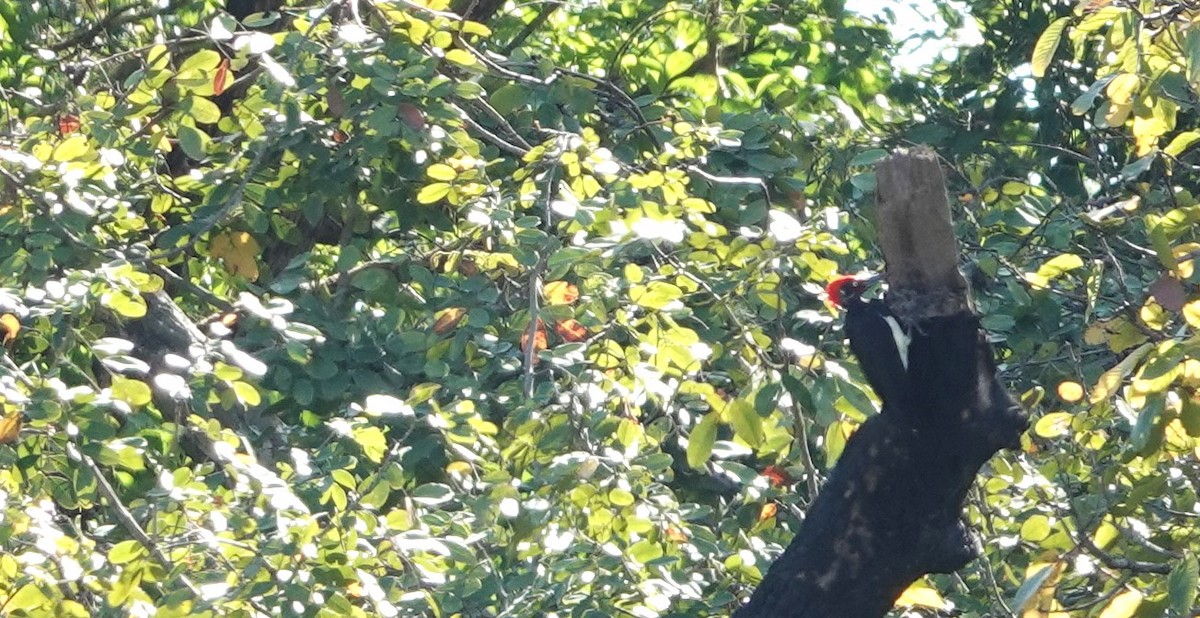 White-bellied Woodpecker - ML619867221