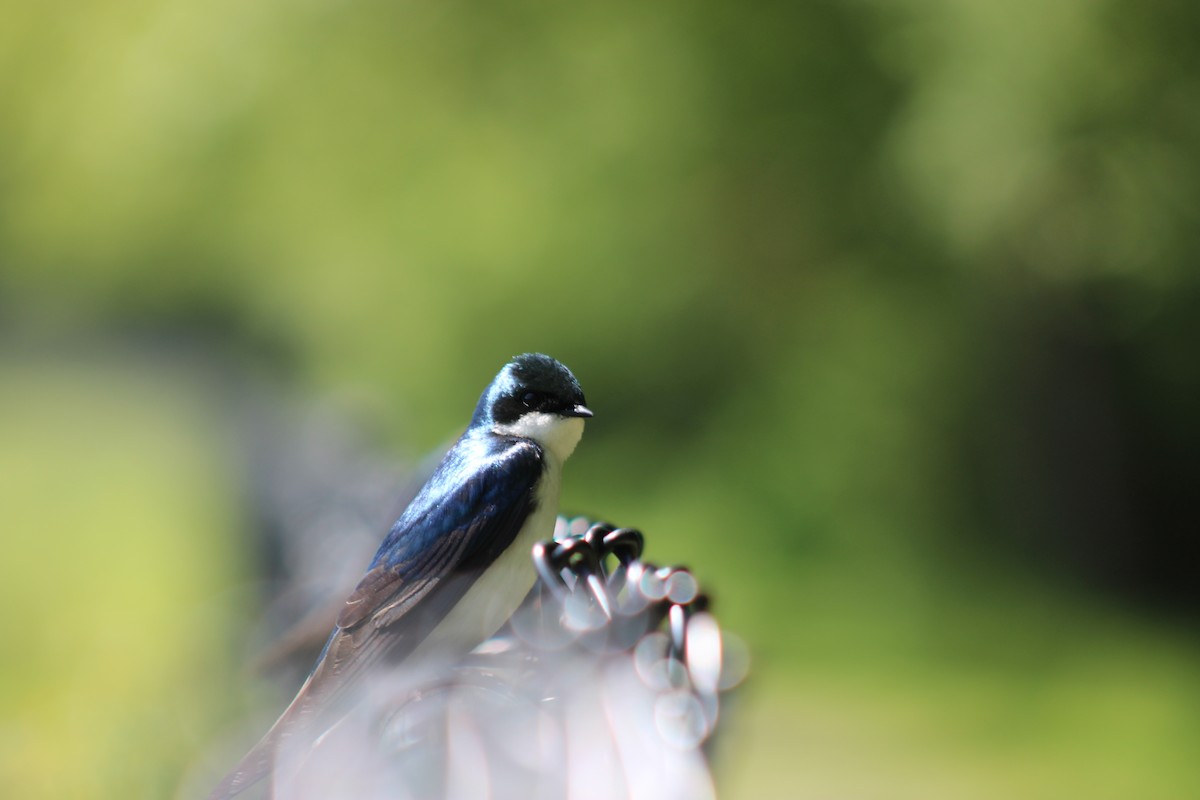 Tree Swallow - ML619867228