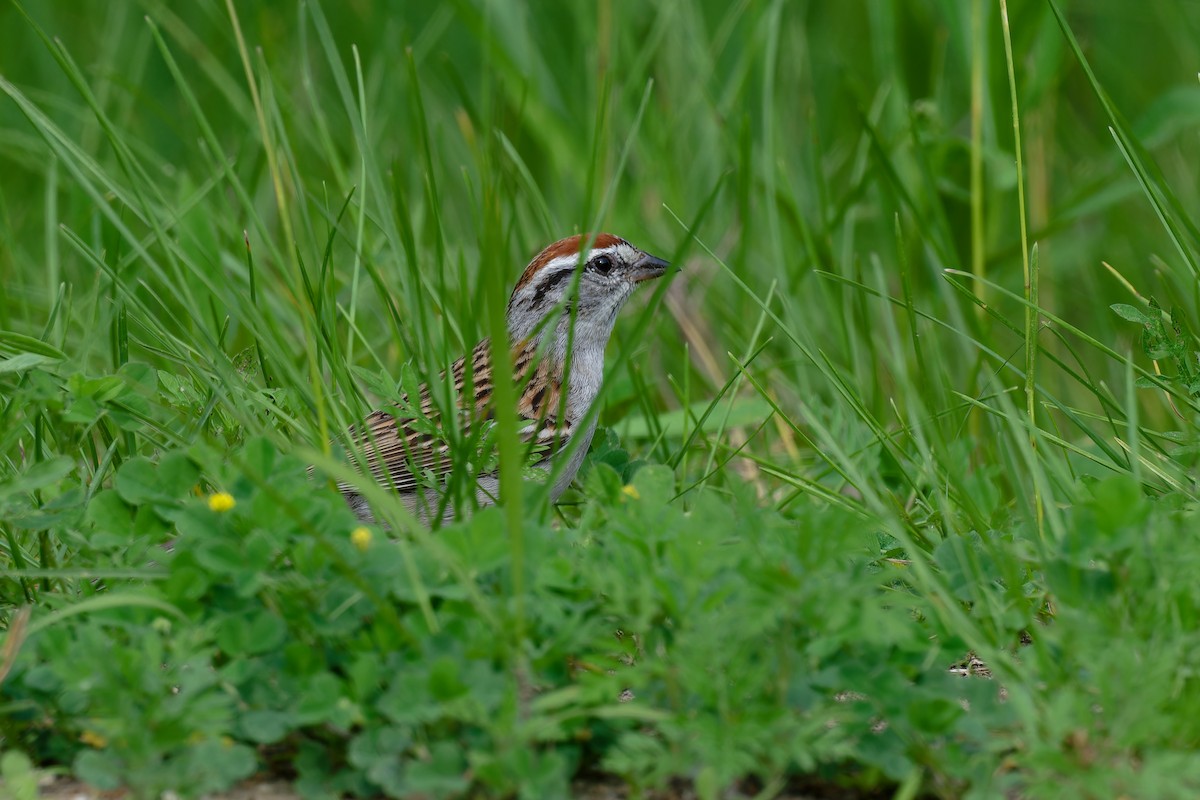 Chipping Sparrow - ML619867232