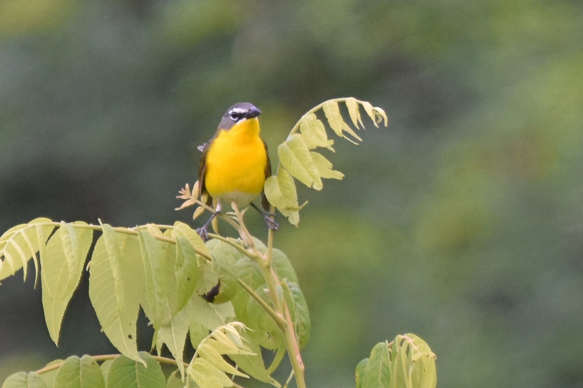 Yellow-breasted Chat - ML619867234