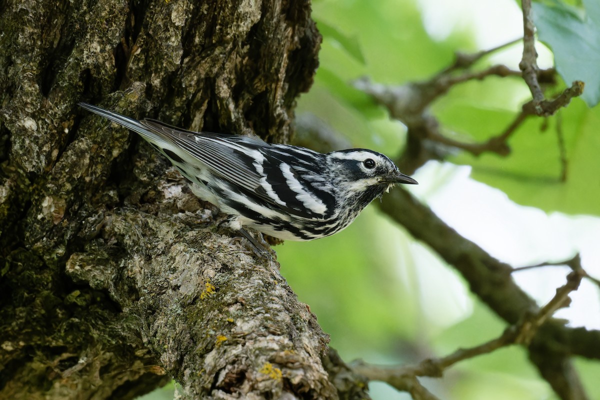 Black-and-white Warbler - ML619867243