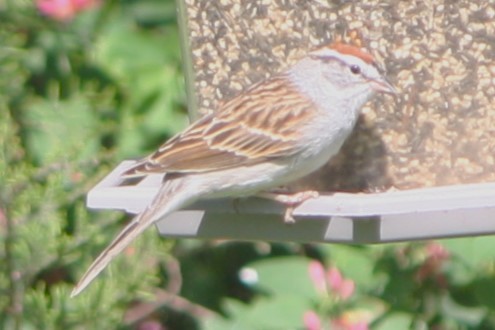 Chipping Sparrow - ML619867247