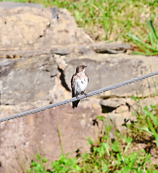 Northern Rough-winged Swallow - ML619867251