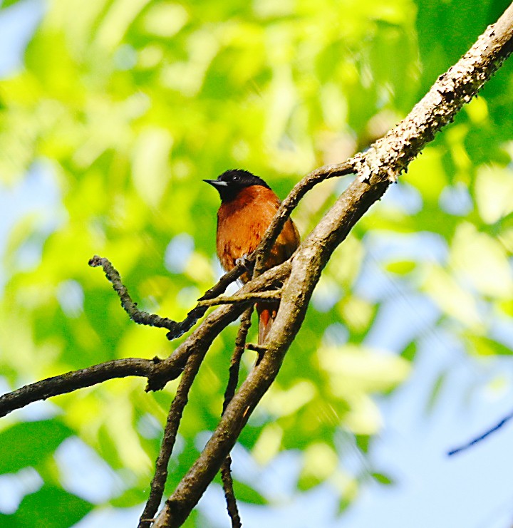 Orchard Oriole - ML619867252