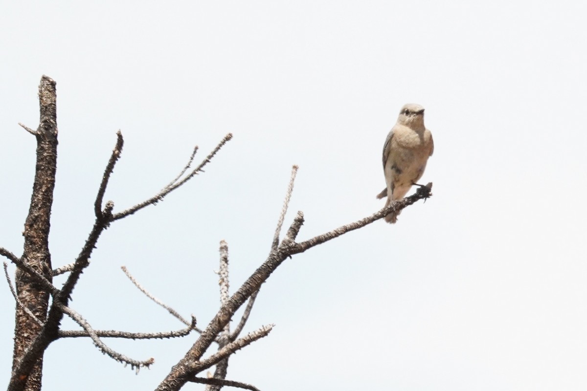 Mountain Bluebird - ML619867277