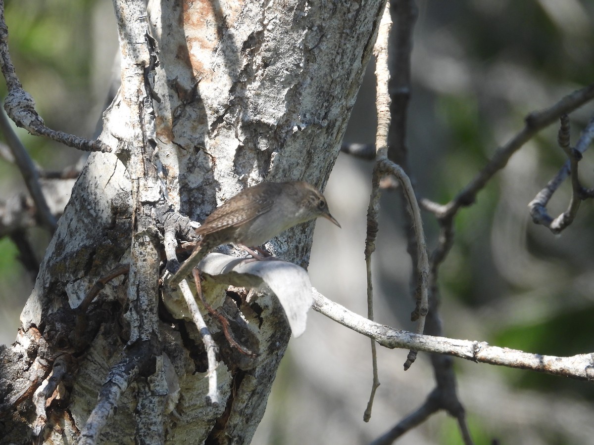 House Wren - ML619867279